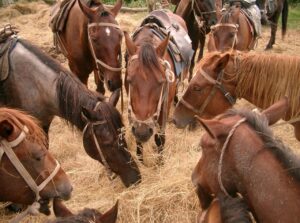 horses eating hay
