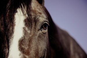 “horse