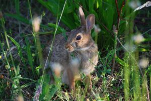 rabbit