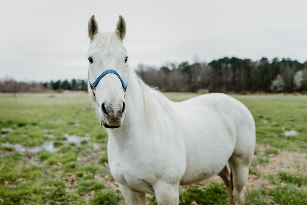 white horse in