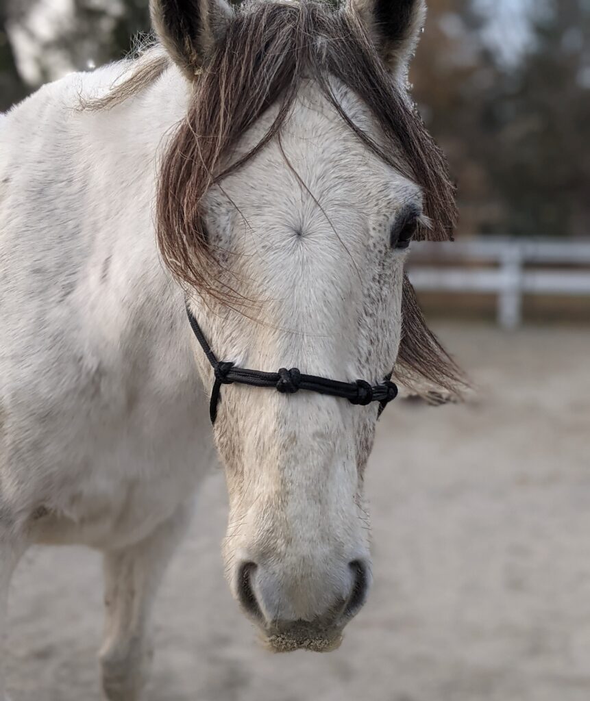 Meet Duchess