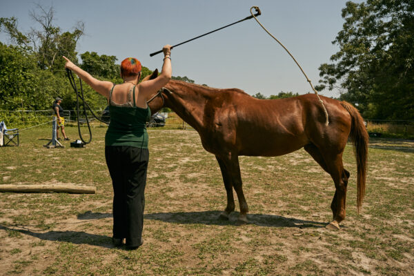 Finding Balance: What Horses Can Teach Us About Mental Health