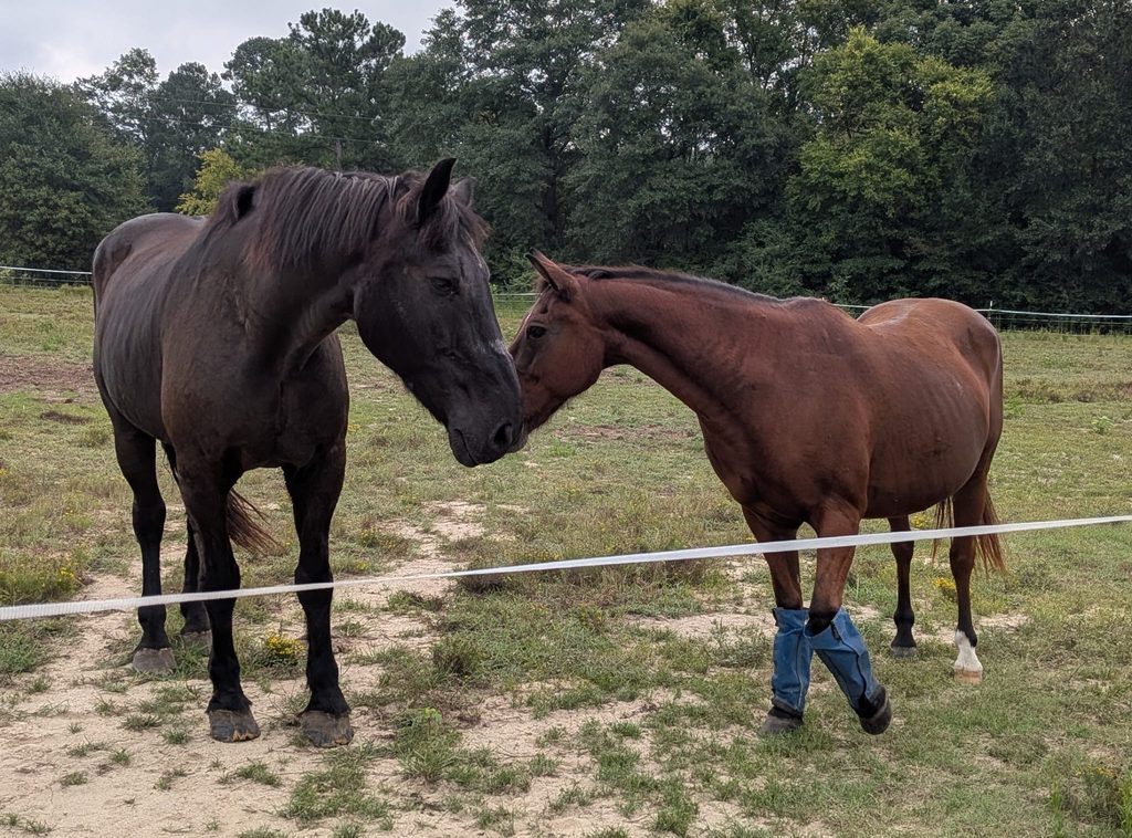 Meet Bruno and Dior